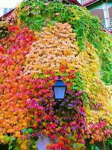 露天院子里风沙大，哪些花嫩在风中翩翩起舞呢？