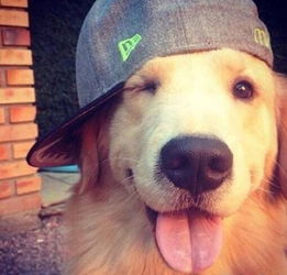 狗狗误食农药，死亡时间究竟有多长？