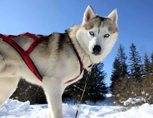 哈士奇训练：如何驯服“雪地精灵”的狂野与忠诚