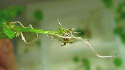 种草就像养孩子，得有耐心