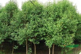 大叶女贞是乔木还是灌木？请详细讲解女贞的种植方法