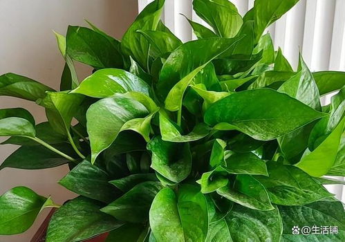 光照：晒晒太阳， 让它长得梗旺