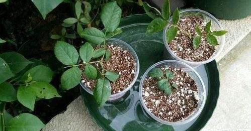 浇水：月季的润泽之水