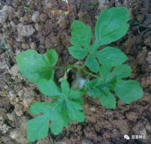 西瓜苗移栽后的处理