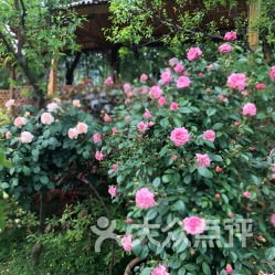 探寻抗病力强的黄色月季品种