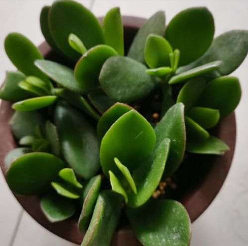 越养越升值的6种花木