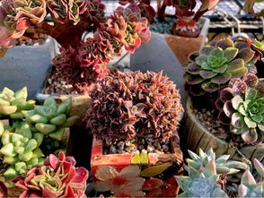 多肉大棚种植核心关键词：精准控水