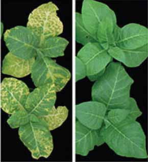 防治黄叶，方法多样