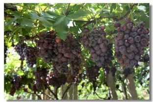 三种葡萄产品加工技术，打造园艺界的爆款花卉！