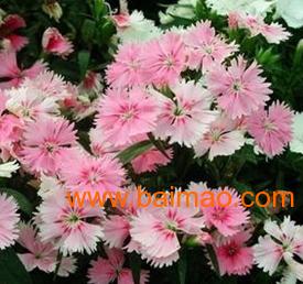 一年生草本花卉，耐旱又美观