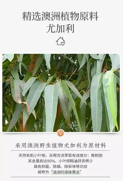 尤加利：叶果皆宝