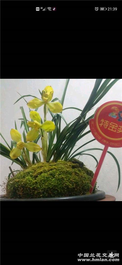 春天分苗，有啥优势？