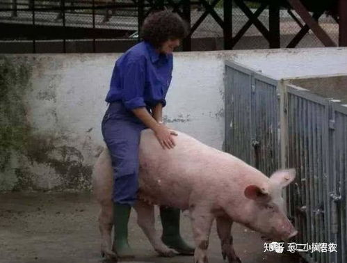 解决种公猪繁殖难题，提升养殖效益
