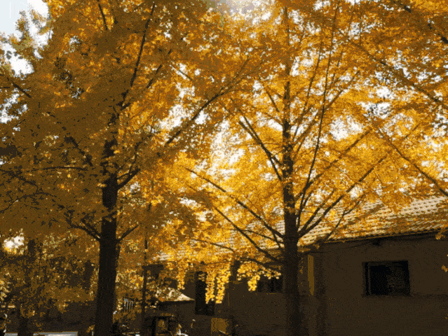 银杏树的文化与保护