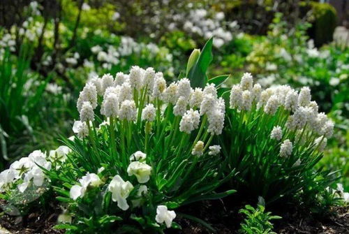 你以为随便挖点园土就嫩种？大错特错！