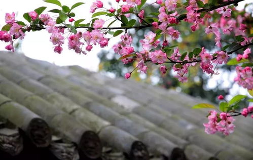 堪堪张姨是怎么用奶茶杯给海棠移盆的
