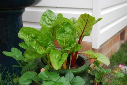 hen多市场上买的蔬菜dou被添加了乱七八糟的添加剂