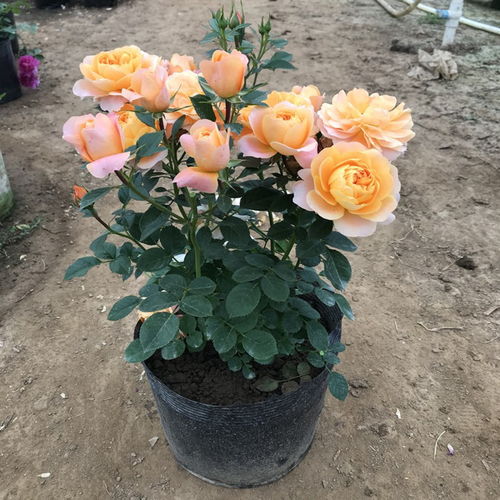 杨玉环月季的香味与花期揭秘