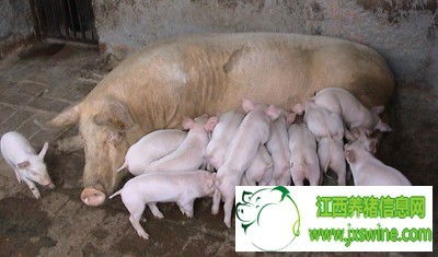 母猪第一胎产仔数，竟预示其一生繁殖性Neng之谜？