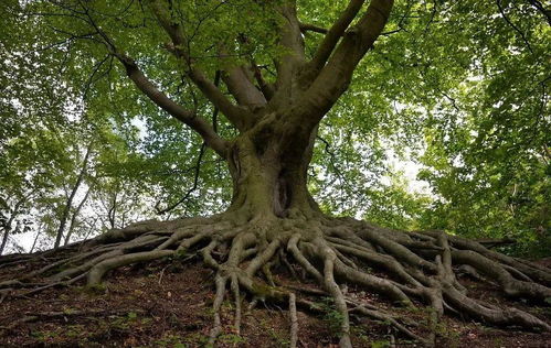 园林植物移栽后的生存指南