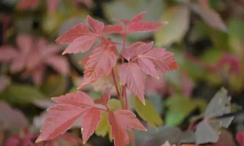 彩叶乔木探秘：12种树木的华丽转身