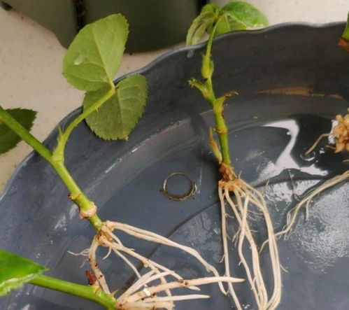 小心驶得万年船， 注意事项记心间