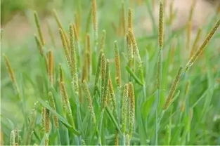 草甘膦与莎草的较量