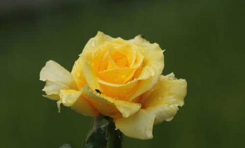 月季花的国际之旅