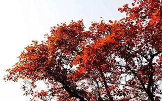 光照要充足， 叶子才绿油油