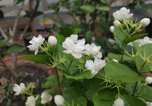 铃兰花凋谢后如何正确处理才能避免土壤污染并促进
开花
