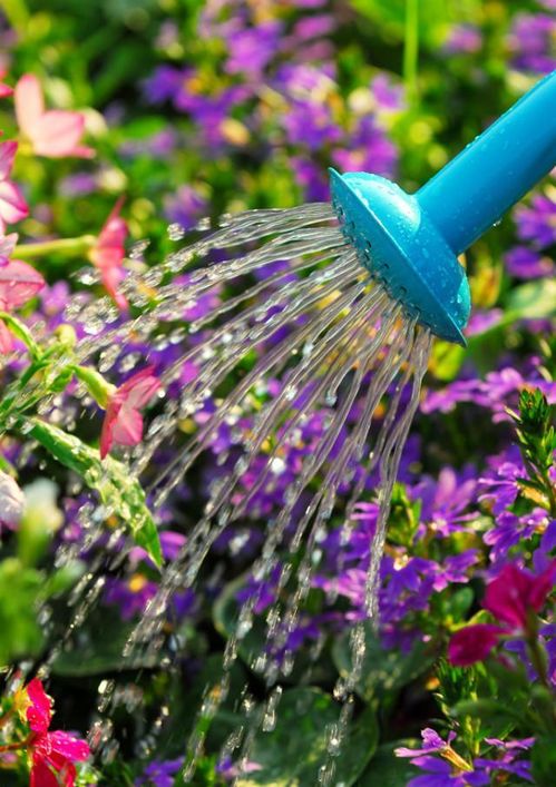 夏日移栽月季，老桩如何过难关？