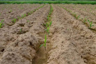 萝卜苗后的除草剂选择