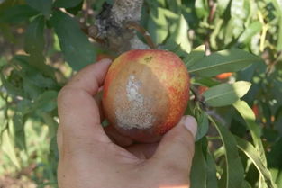 果树上也Neng用， 效果杠杠的