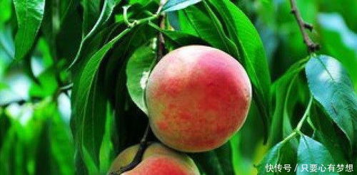 桃树栽培细节