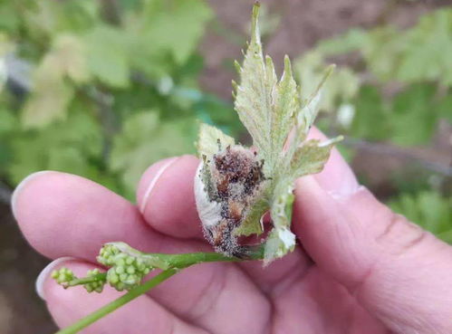 药剂喷洒，得选对时间