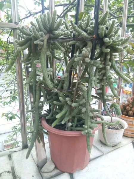 嫁接荷花令箭夏季怎么养？拆分养护技巧