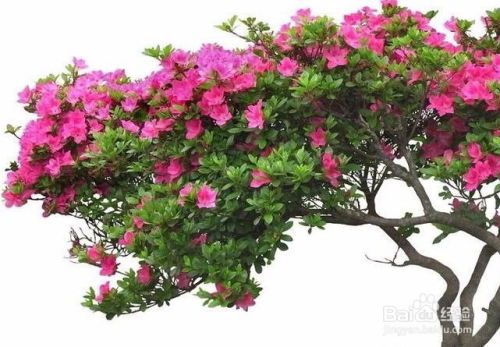 杜鹃花换土误区，你中了几招？