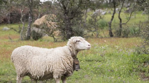 2025年属羊人种什么花Zui旺财运？揭秘神奇花语