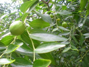 核桃树苗秋季种植产量高吗？种植户分享经验