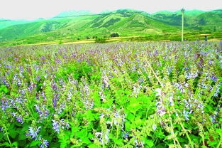 丹参：心脑血管守护者