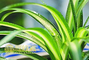 “如何通过摆放吊兰来提升家居财运