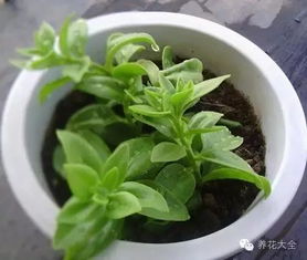 吊兰扦插的最佳时间和具体方法是怎样的
