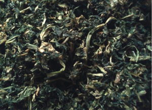 种子品种，怎么选择？