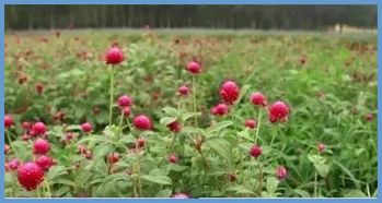 路边花儿的名字揭秘，八大户外花卉大盘点呃！