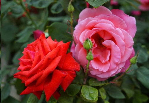 冬日里的花儿：让家温暖起来