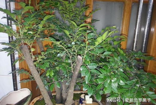 小叶紫檀种植时应该选择什么土壤搭配