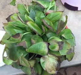 1. 富贵籽的小秘密：喜欢水， 但也怕涝