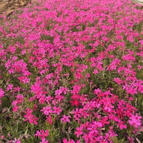 南京中山陵园林师的亲身经历