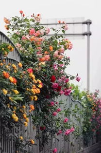 地被月季的生长习性