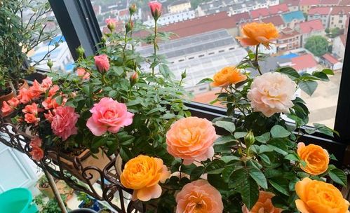 新手养护月季的烦恼